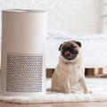 Are Ionizers Safe for Pets? - A Guide for Pet Owners